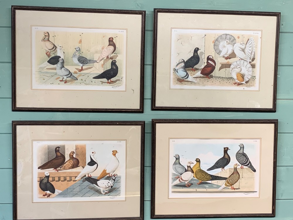 A set of four framed Victorian chromolithograph prints depicting various breeds of pigeons displayed in dark wood frames with cream mounts. View IV