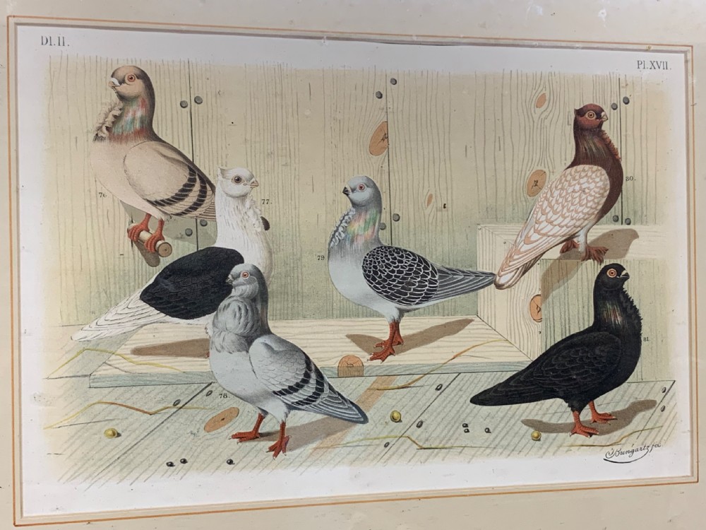 A set of four framed Victorian chromolithograph prints depicting various breeds of pigeons displayed in dark wood frames with cream mounts. View VI