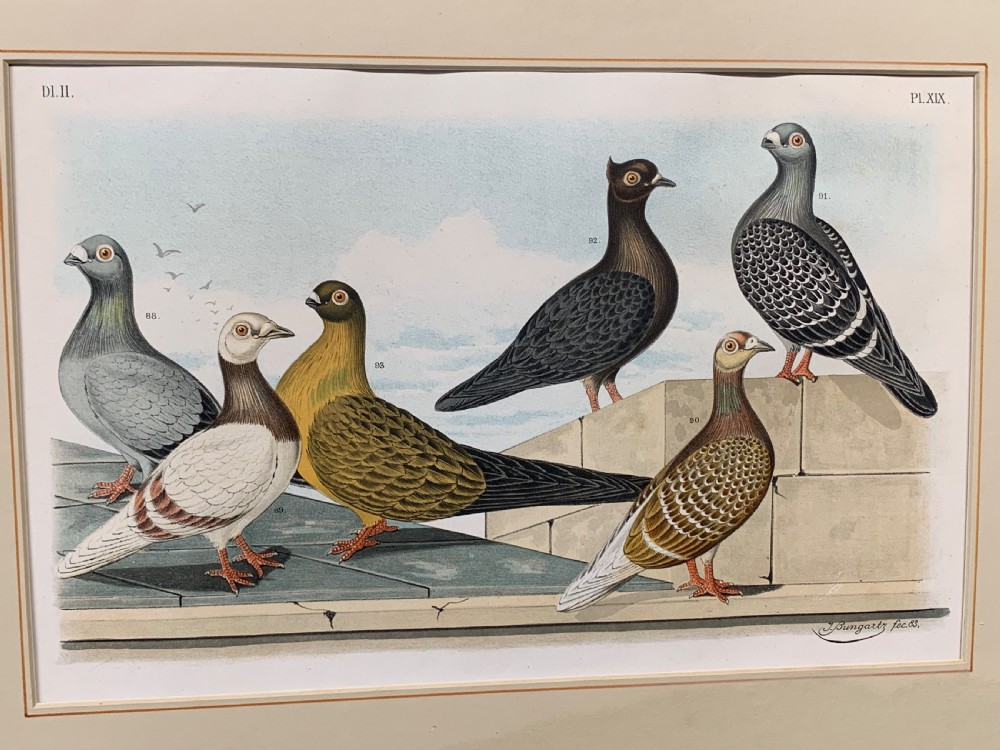 A set of four framed Victorian chromolithograph prints depicting various breeds of pigeons displayed in dark wood frames with cream mounts. View VII