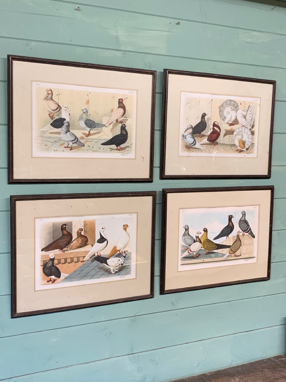 A set of four framed Victorian chromolithograph prints depicting various breeds of pigeons displayed in dark wood frames with cream mounts.