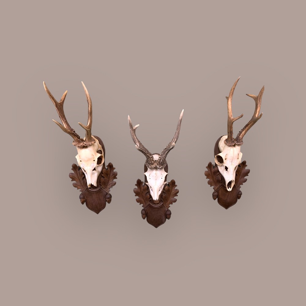 SET OF 3 19th CENTURY BLACK FOREST ROE DEER TROPHY MOUNTS