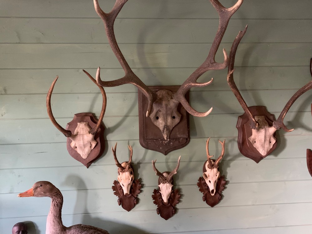 SET OF 3 19th CENTURY BLACK FOREST ROE DEER TROPHY MOUNTS View VIII