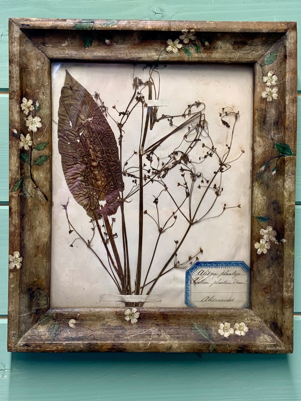 An antique pressed botanical plant specimen mounted on paper with handwritten French labels, displayed inside a distressed brown wooden frame hand-painted with white floral motifs.