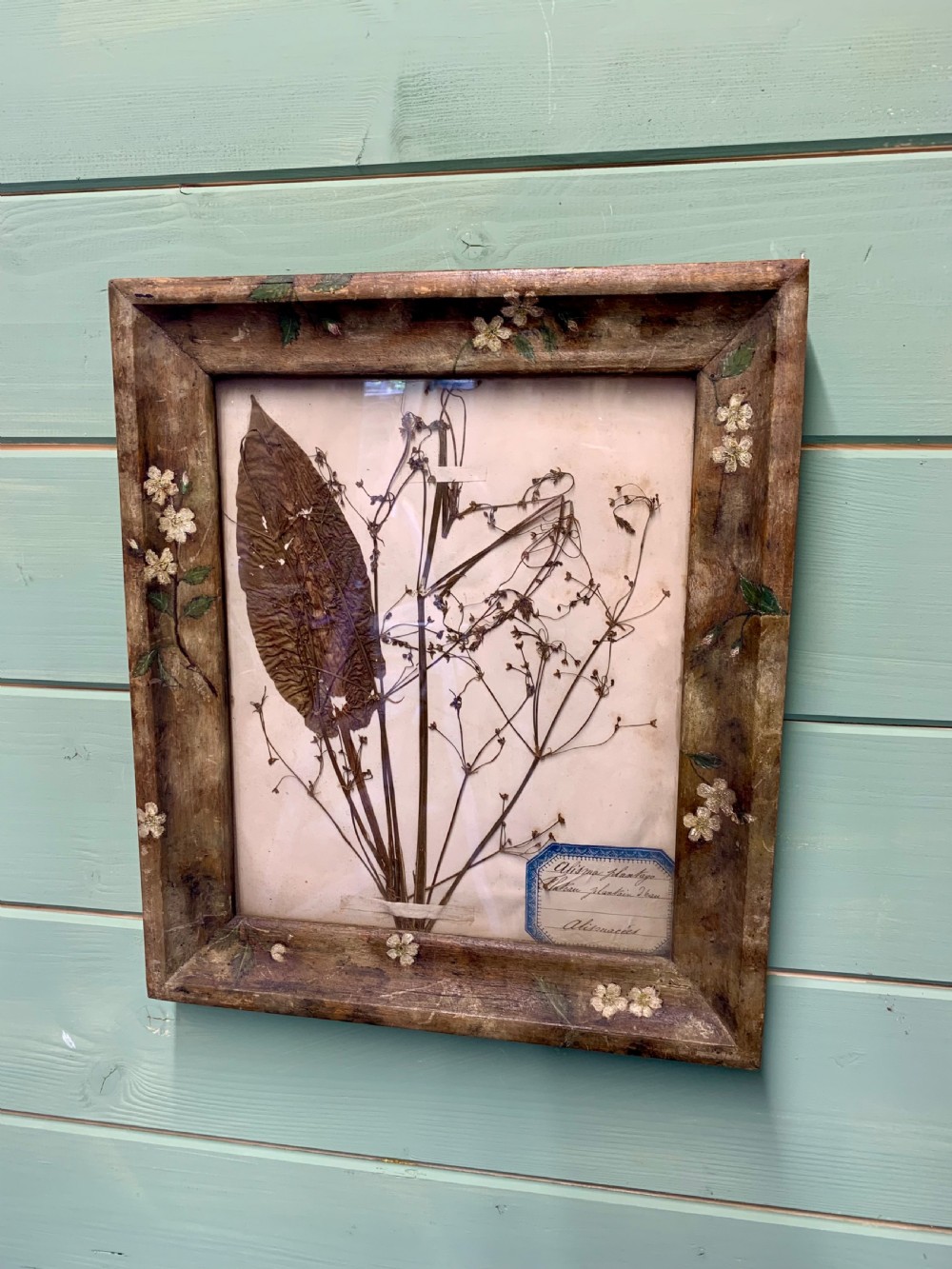 An antique pressed botanical plant specimen mounted on paper with handwritten French labels, displayed inside a distressed brown wooden frame hand-painted with white floral motifs. View II