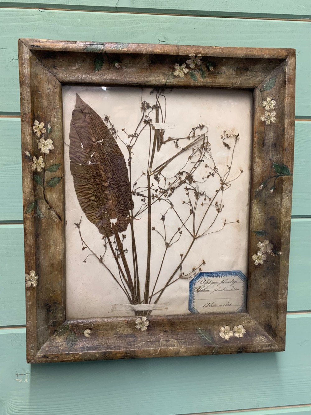 An antique pressed botanical plant specimen mounted on paper with handwritten French labels, displayed inside a distressed brown wooden frame hand-painted with white floral motifs. View III