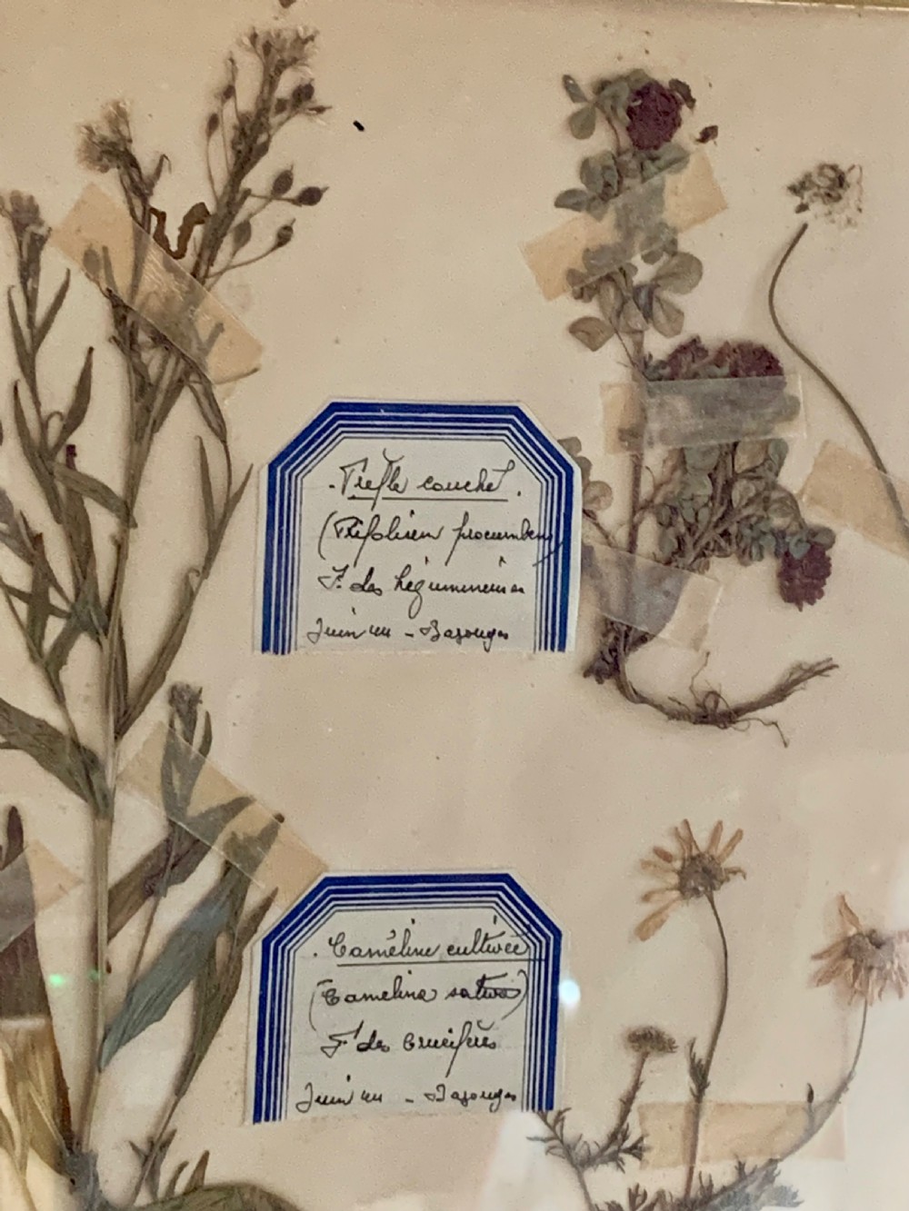 SET OF 4 EARLY 20thC FRENCH HERBARIUMS View V