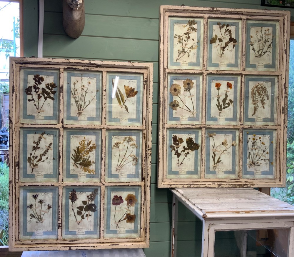 WONDERFUL SET OF FRAMED ANTIQUE PRESSED FLOWERS HERBARIUMS View II