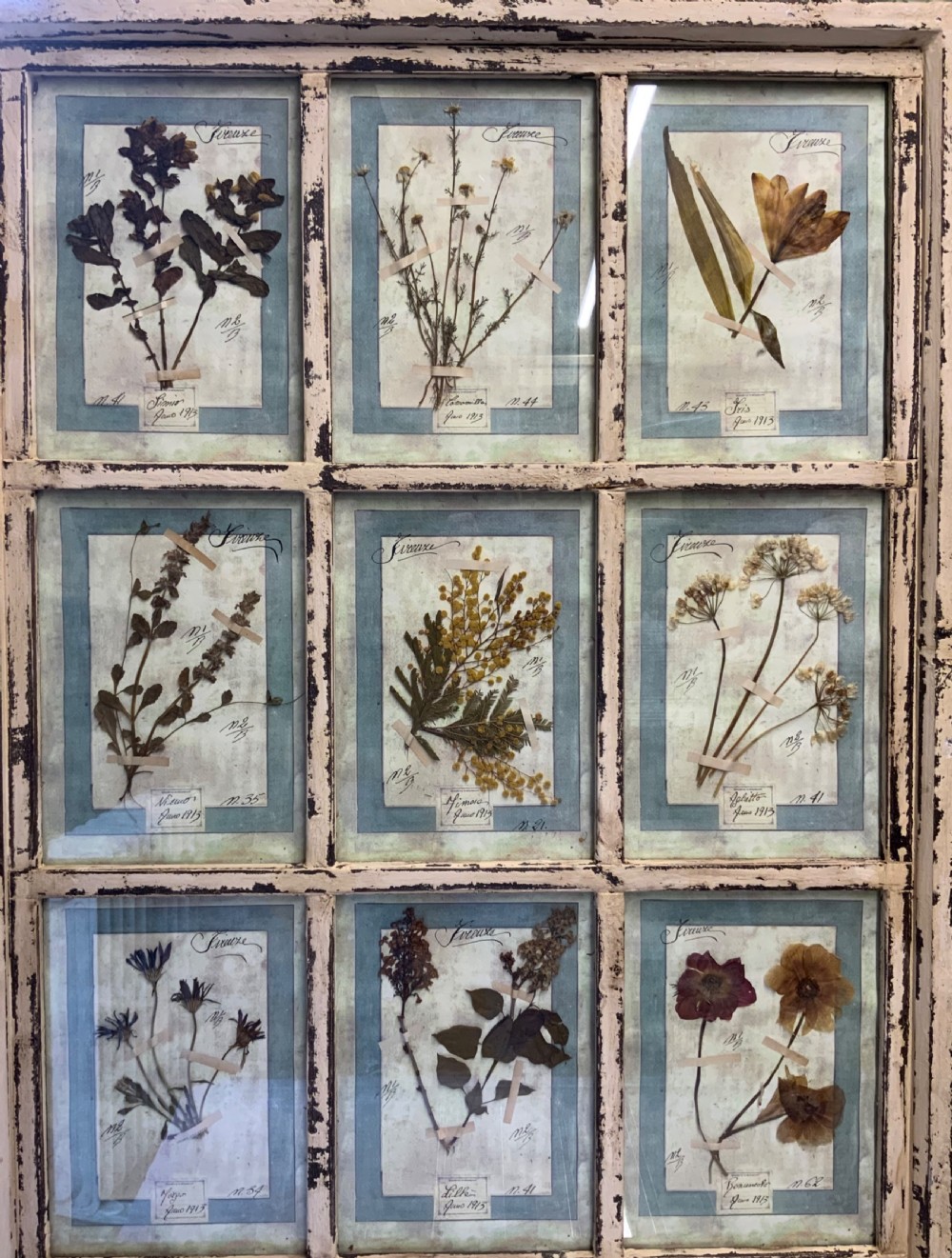 WONDERFUL SET OF FRAMED ANTIQUE PRESSED FLOWERS HERBARIUMS View III