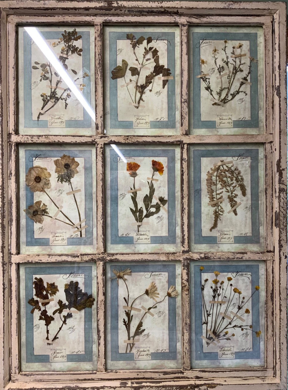 WONDERFUL SET OF FRAMED ANTIQUE PRESSED FLOWERS HERBARIUMS View IV
