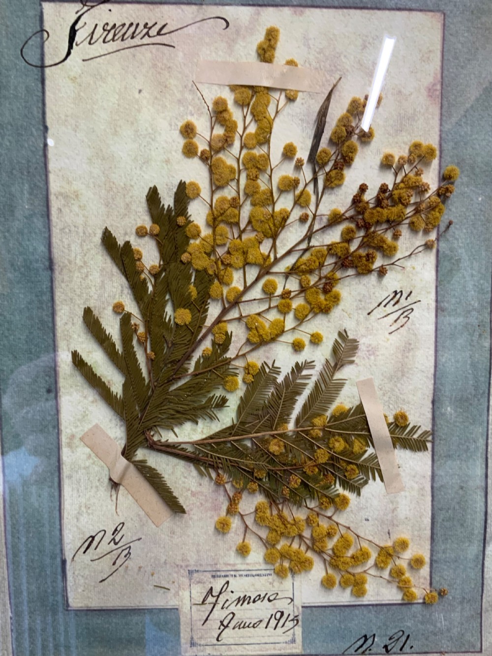 WONDERFUL SET OF FRAMED ANTIQUE PRESSED FLOWERS HERBARIUMS View V