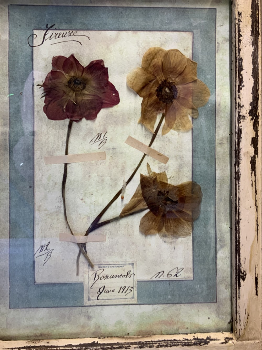 WONDERFUL SET OF FRAMED ANTIQUE PRESSED FLOWERS HERBARIUMS View VI