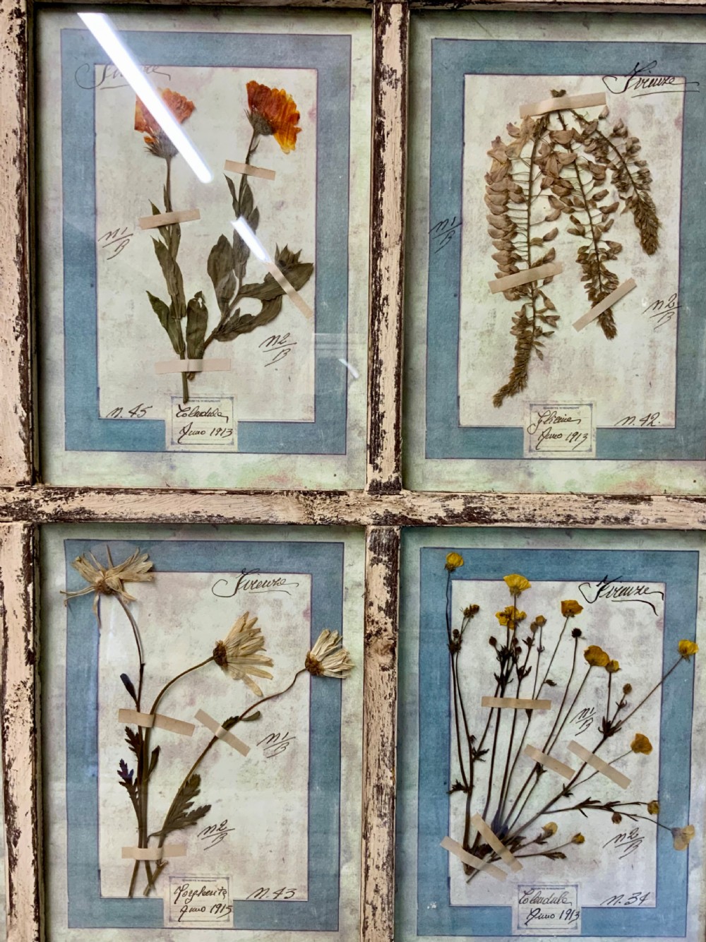 WONDERFUL SET OF FRAMED ANTIQUE PRESSED FLOWERS HERBARIUMS View VIII