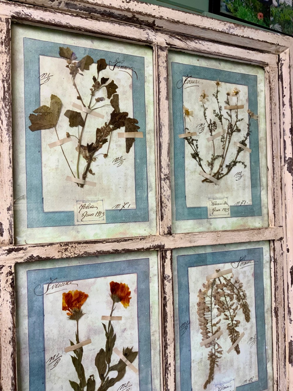 WONDERFUL SET OF FRAMED ANTIQUE PRESSED FLOWERS HERBARIUMS View IX