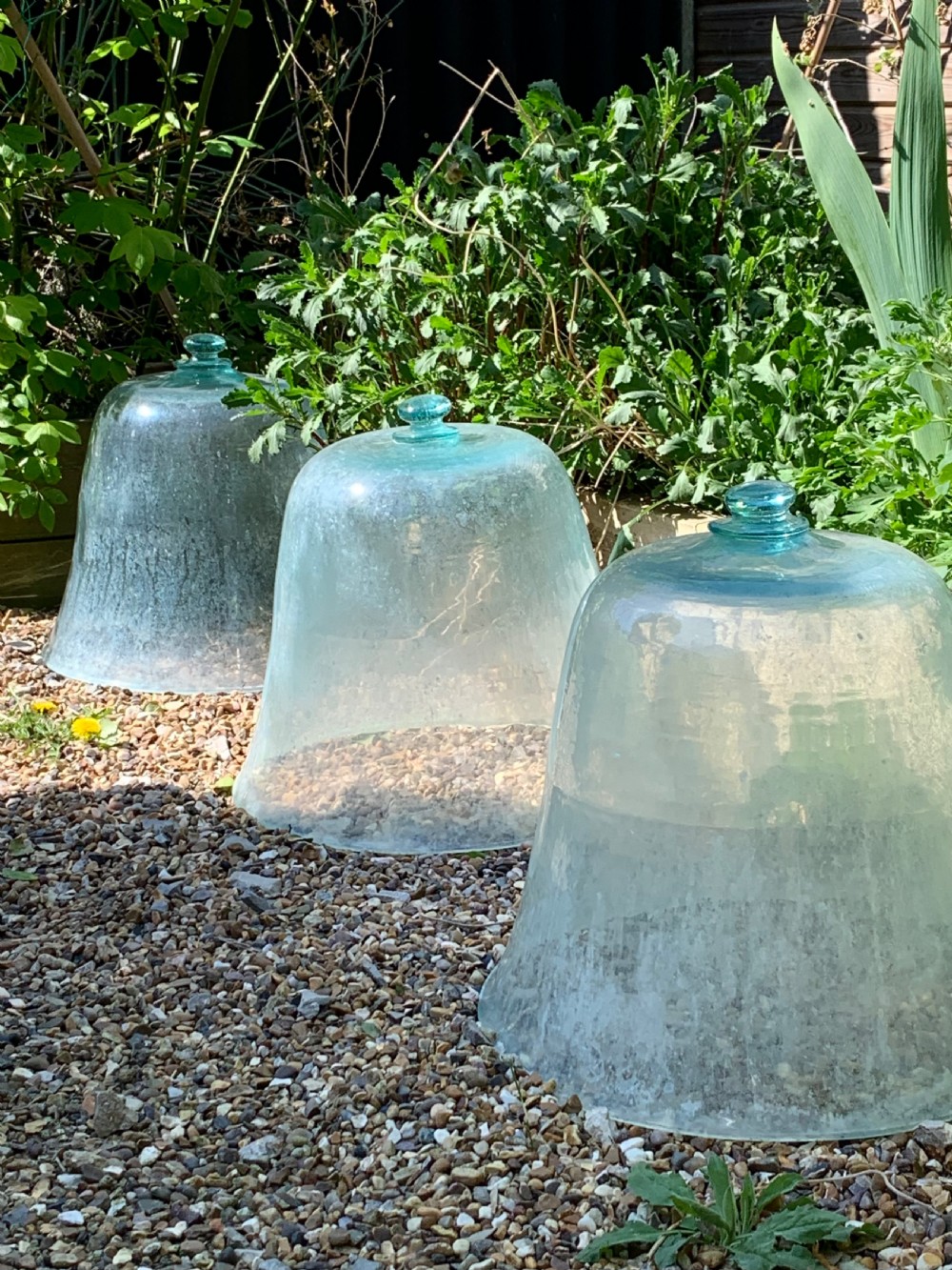EARLY FRENCH GARDEN MELON CLOCHES