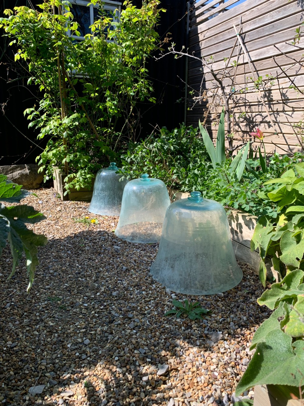 EARLY FRENCH GARDEN MELON CLOCHES View II