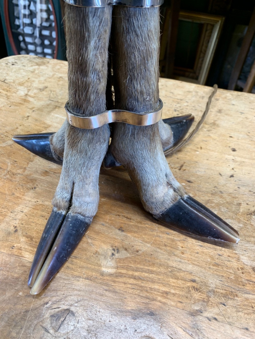 An antique table lamp base formed from three preserved deer hooves joined at the top with a polished metal fitting. View VII