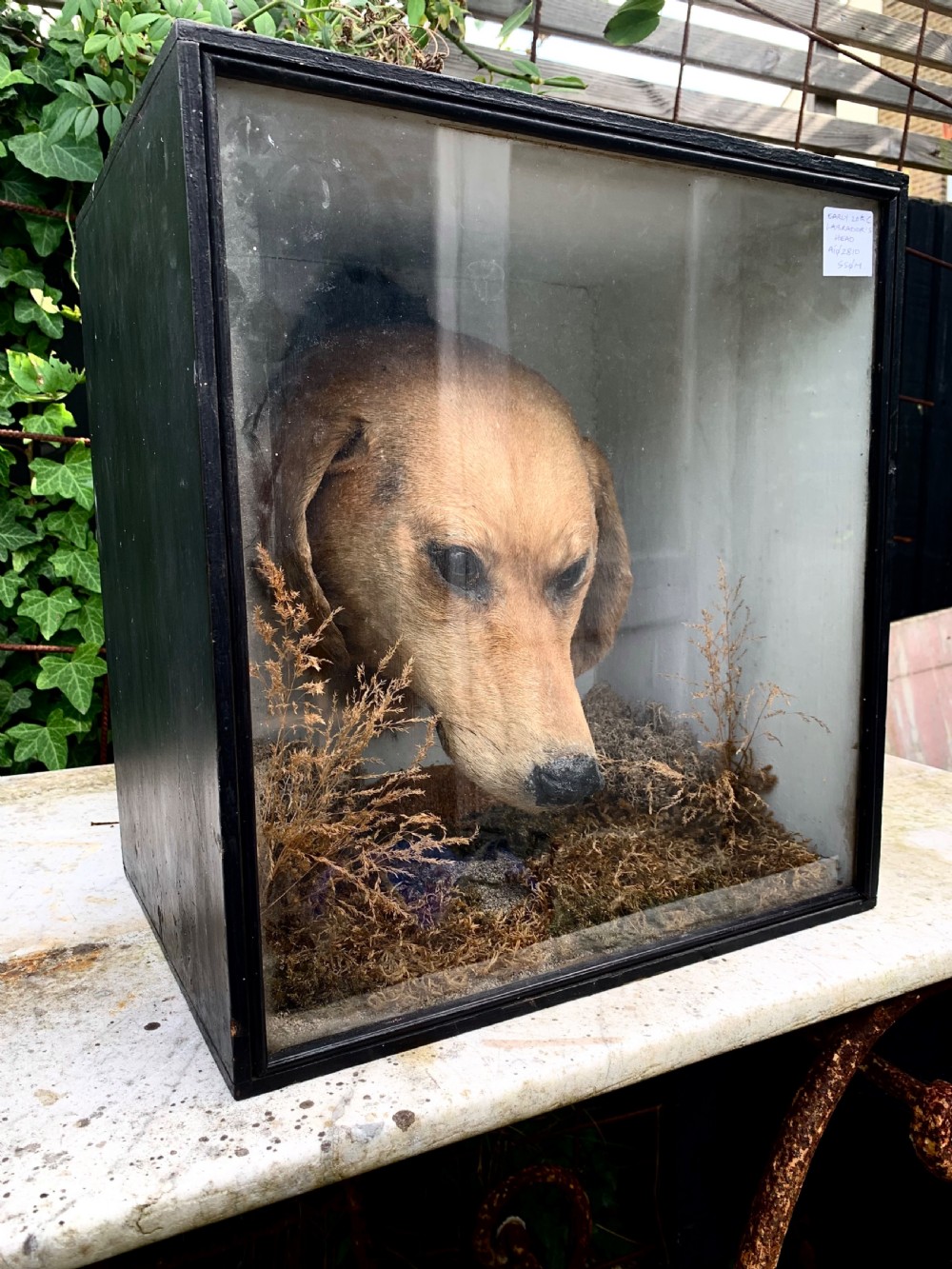 EARLY 20thC TAXIDERMY DOG HEAD View II