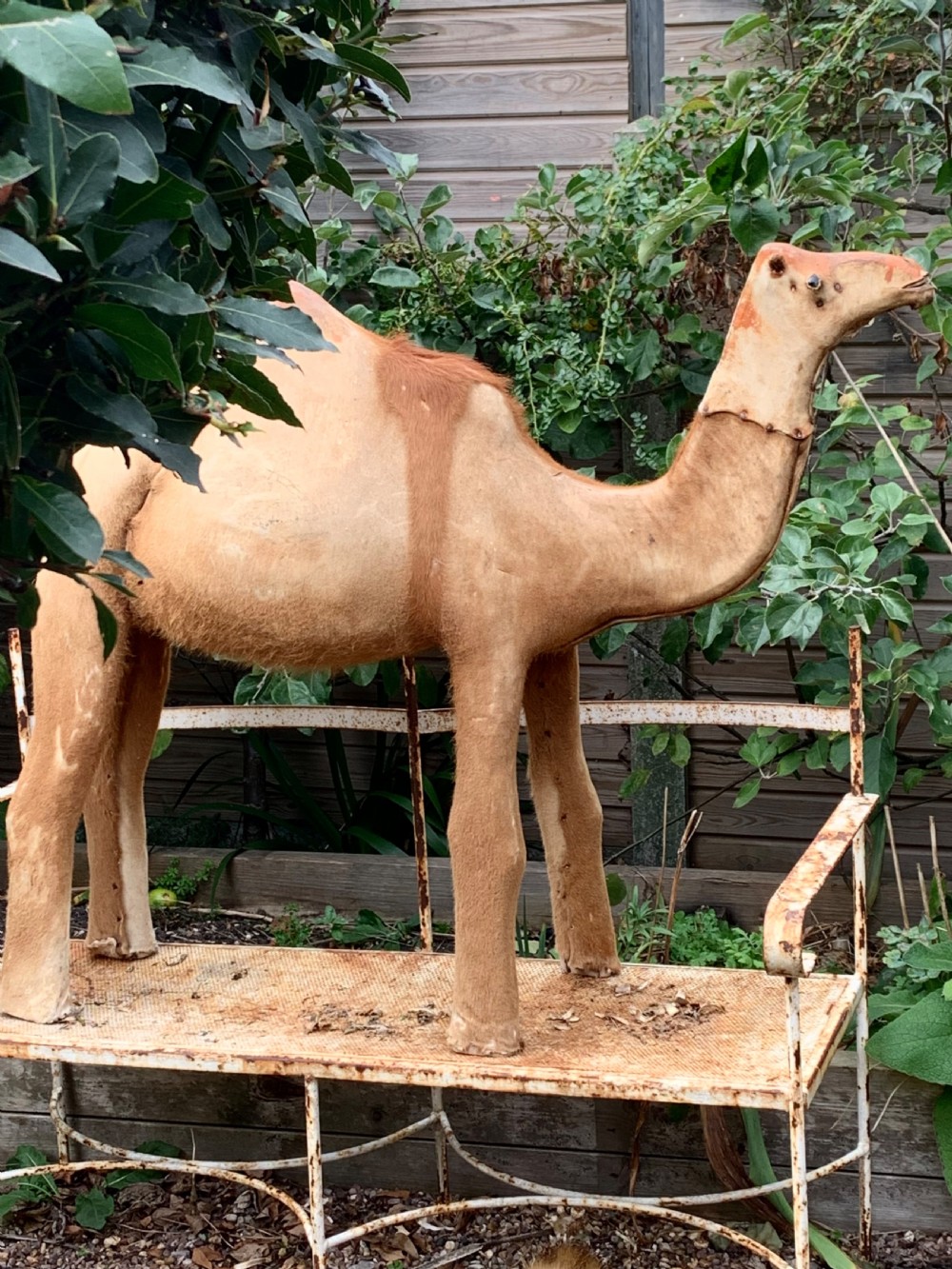 WINDOW DISPLAY NATIVITY MODEL OF A CAMEL View II