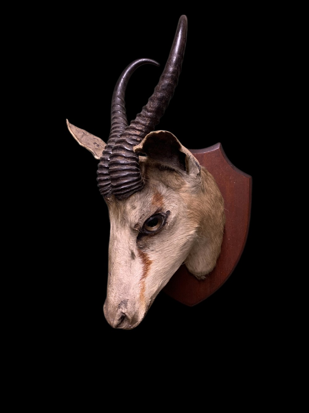 A preserved springbok head taxidermy mount with curved ridged horns set on a timber shield plaque against a black backdrop.