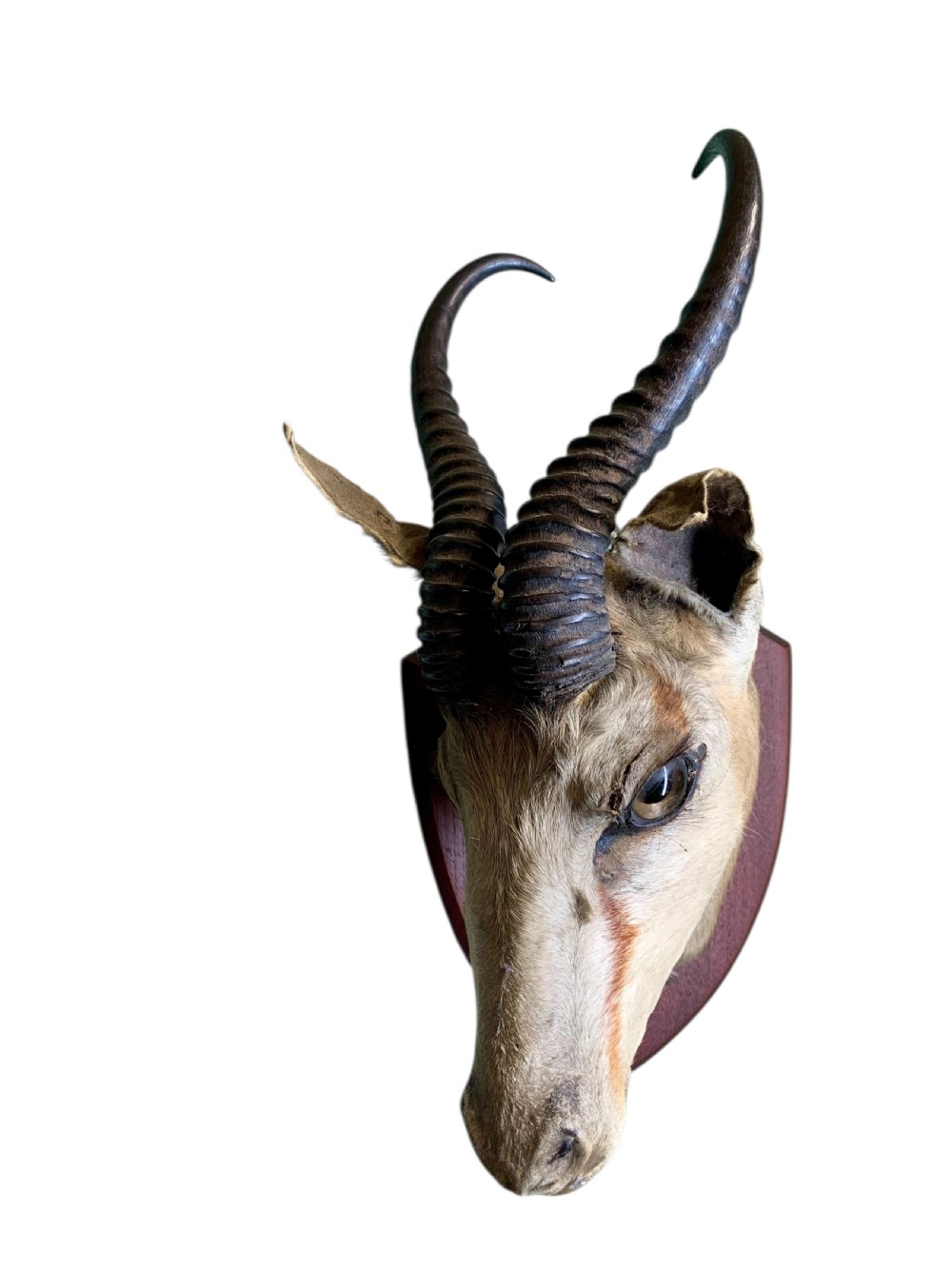 A preserved springbok head taxidermy mount with curved ridged horns set on a timber shield plaque against a black backdrop. View II