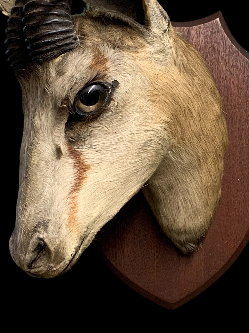 A preserved springbok head taxidermy mount with curved ridged horns set on a timber shield plaque against a black backdrop. View III