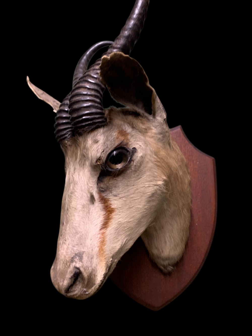 A preserved springbok head taxidermy mount with curved ridged horns set on a timber shield plaque against a black backdrop. View IV