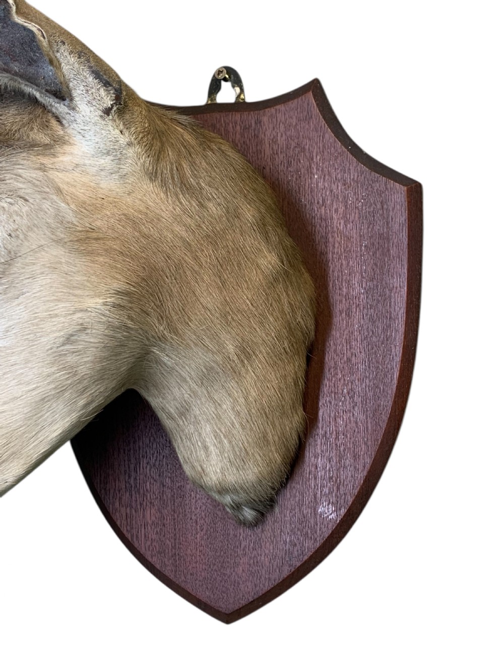 A preserved springbok head taxidermy mount with curved ridged horns set on a timber shield plaque against a black backdrop. View V