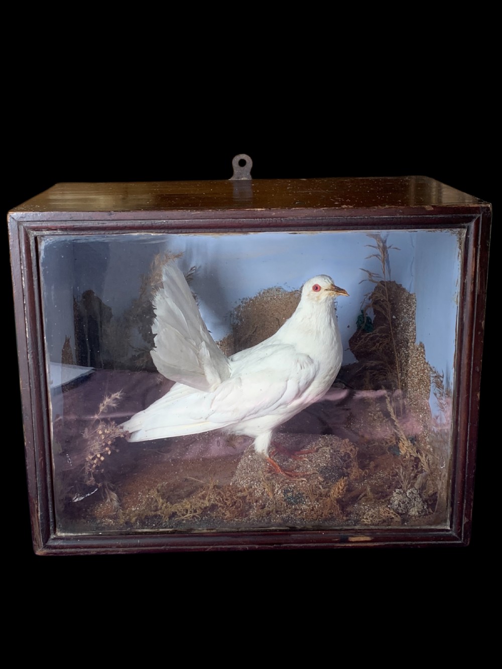 A 19th-century preserved white fantail pigeon mounted inside a dark wooden diorama case with a glass front.