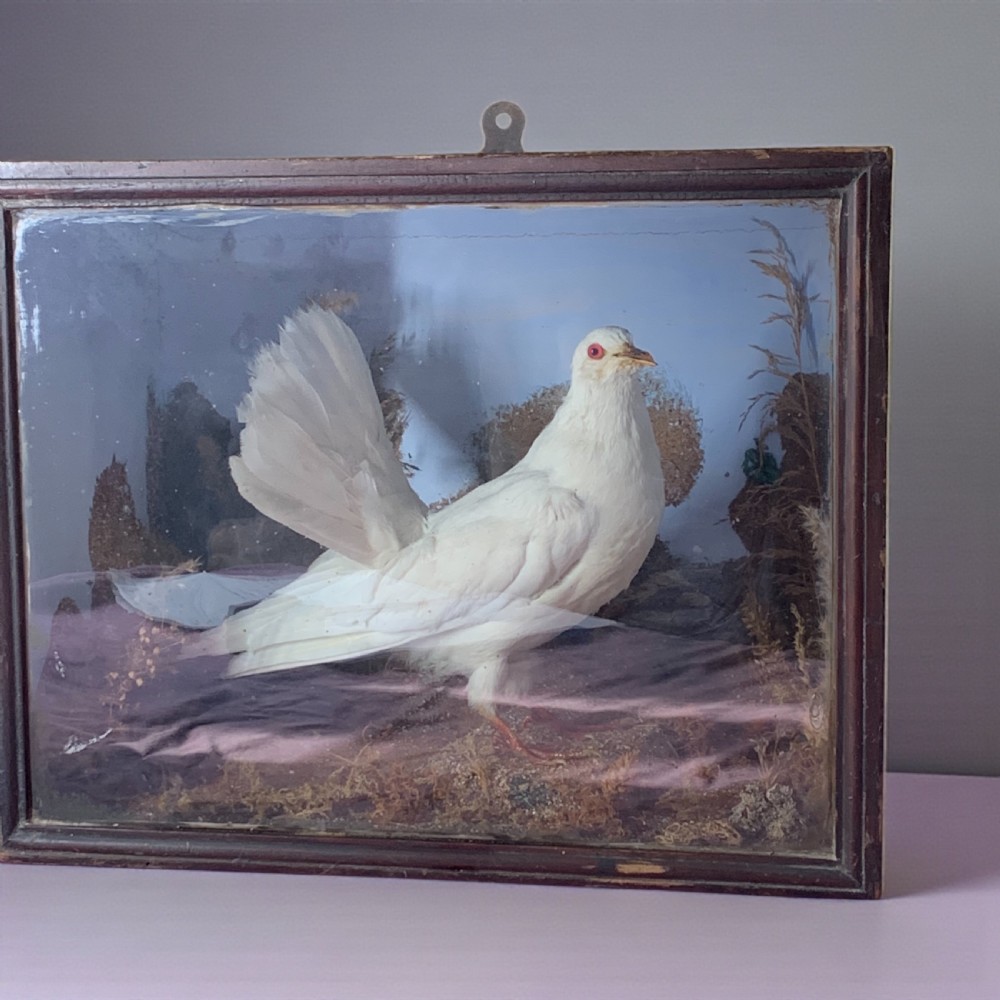 A 19th-century preserved white fantail pigeon mounted inside a dark wooden diorama case with a glass front. View II