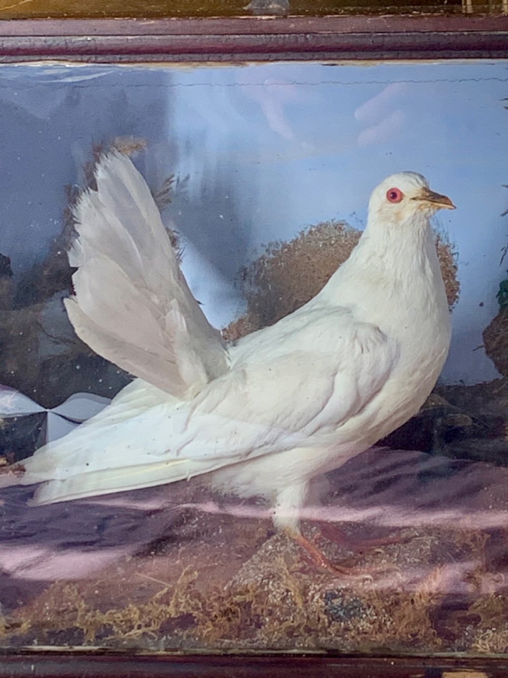 A 19th-century preserved white fantail pigeon mounted inside a dark wooden diorama case with a glass front. View VI