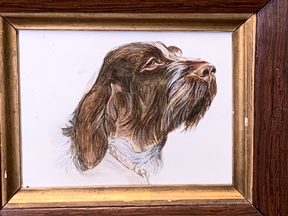 EARLY 20thC WATERCOLOUR OF A WIRE HAIRED POINTER DOG View III