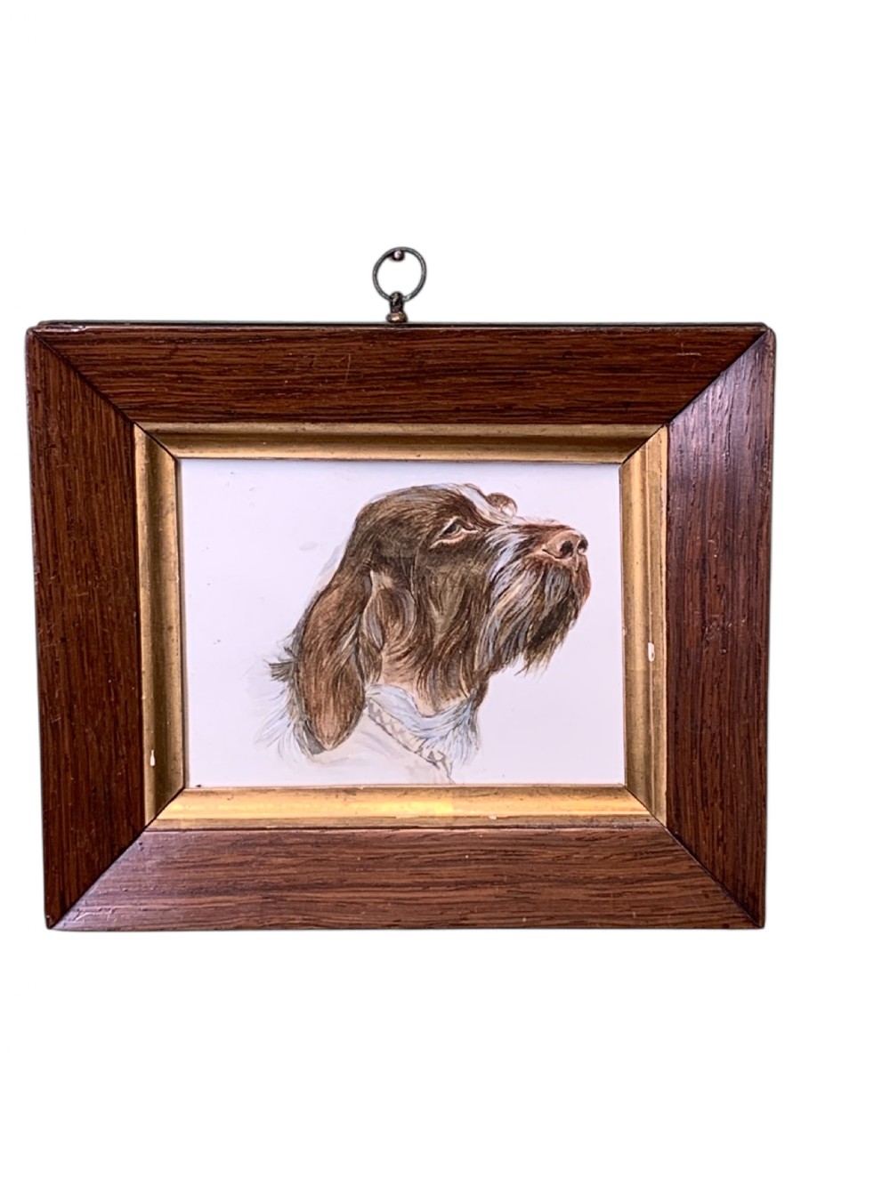 EARLY 20thC WATERCOLOUR OF A WIRE HAIRED POINTER DOG View IV
