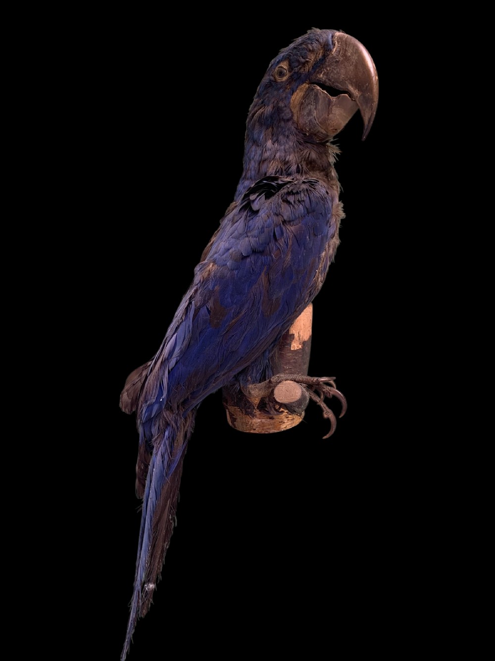 LARGE EARLY 20th CENTURY TAXIDERMY OF A HYACINTH MACAW