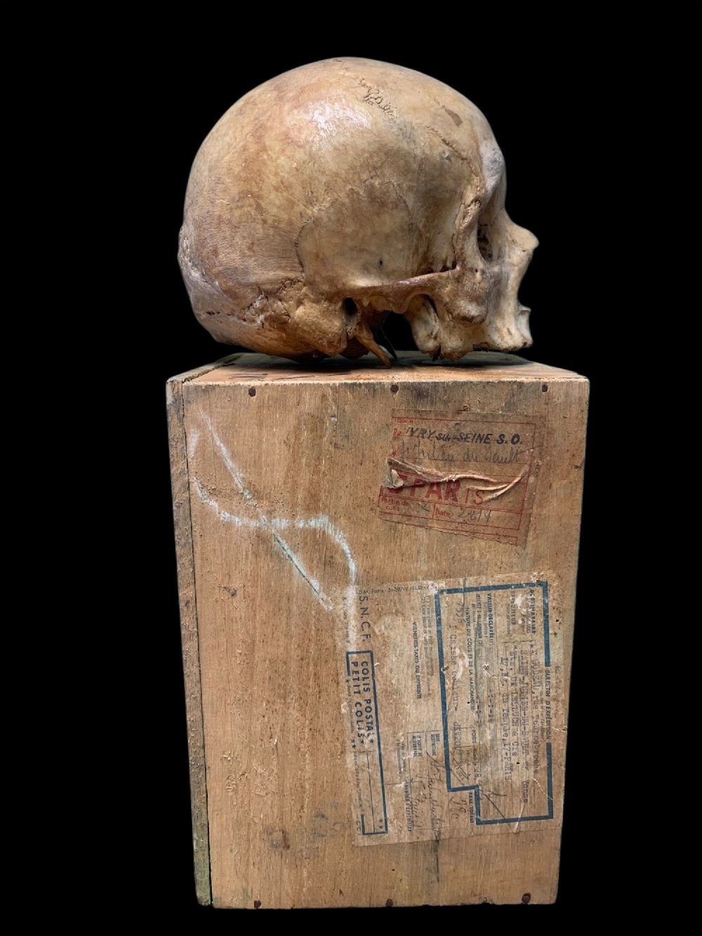 AN ANTIQUE MEDICAL OR TEACHING AID HUMAN SKULL View VI