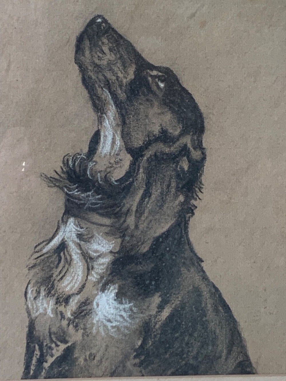 An antique charcoal drawing depicting a profile view of a dog looking upwards, mounted and presented inside a dark glazed wooden frame. View IV