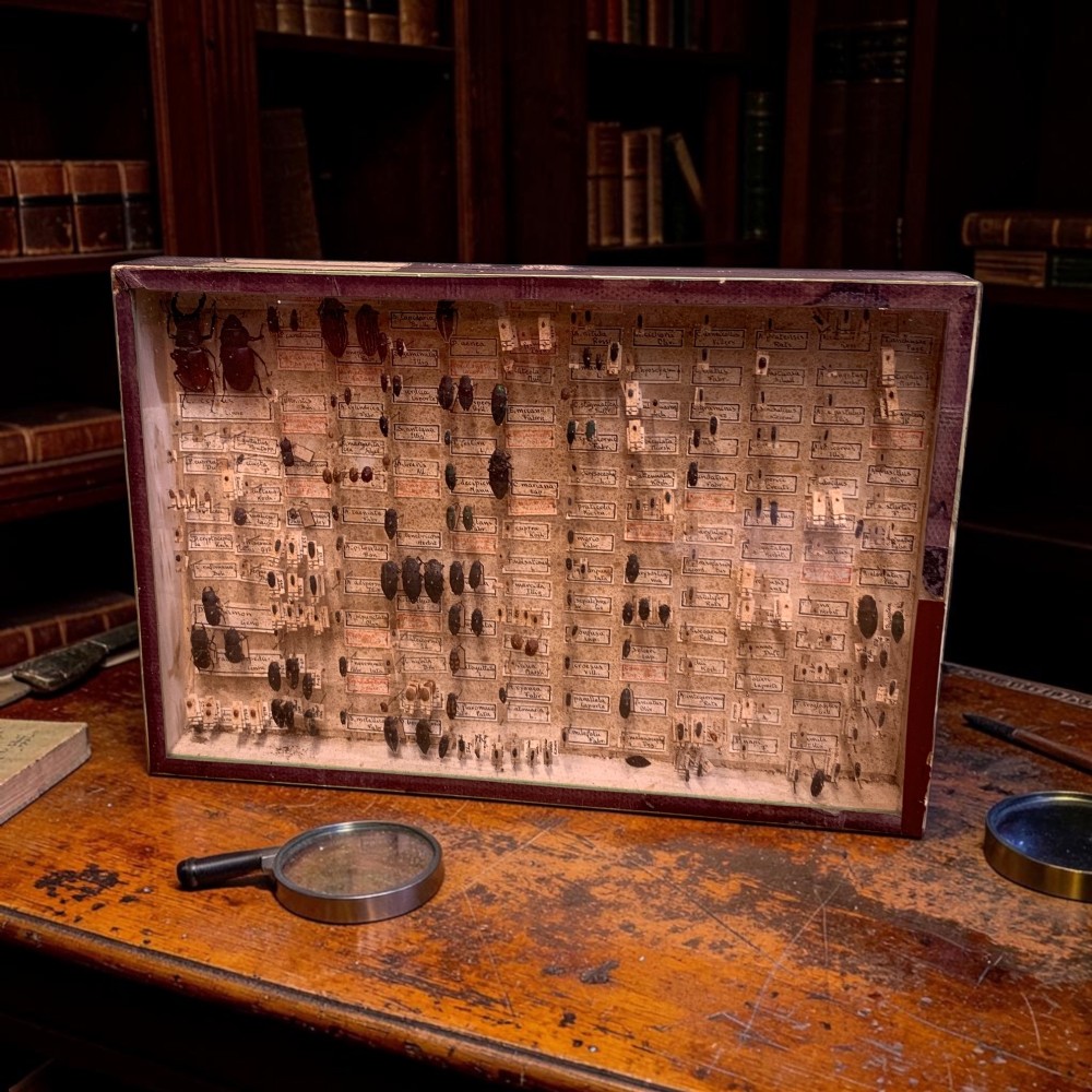 A rectangular wooden framed glazed display case containing rows of pinned beetle specimens with handwritten paper taxonomy labels.