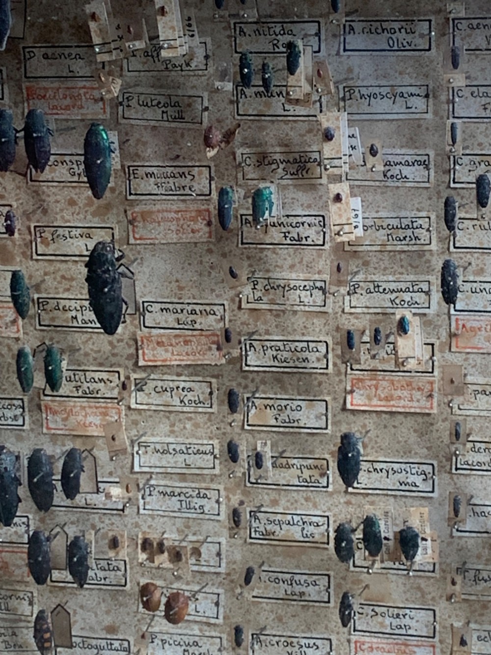 A rectangular wooden framed glazed display case containing rows of pinned beetle specimens with handwritten paper taxonomy labels. View V