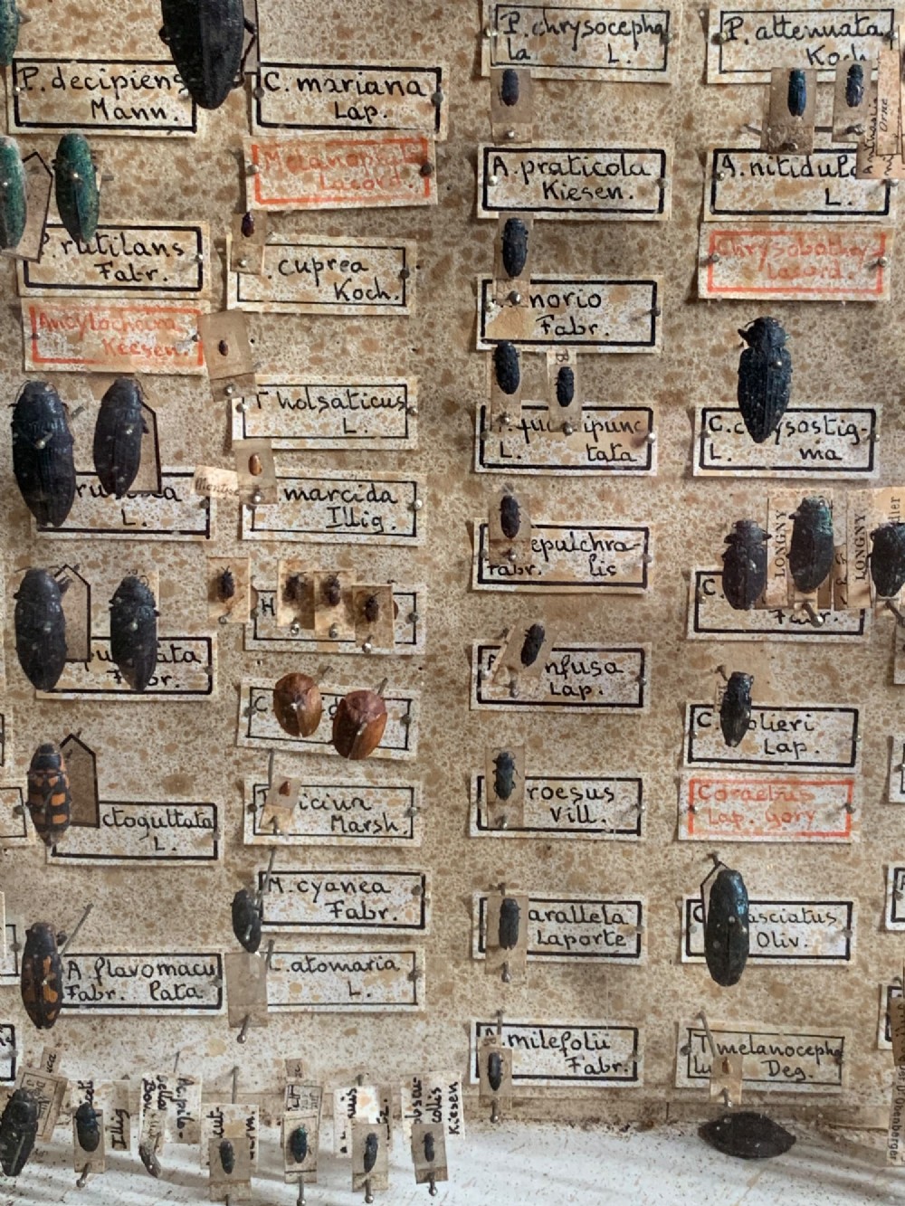 A rectangular wooden framed glazed display case containing rows of pinned beetle specimens with handwritten paper taxonomy labels. View VI