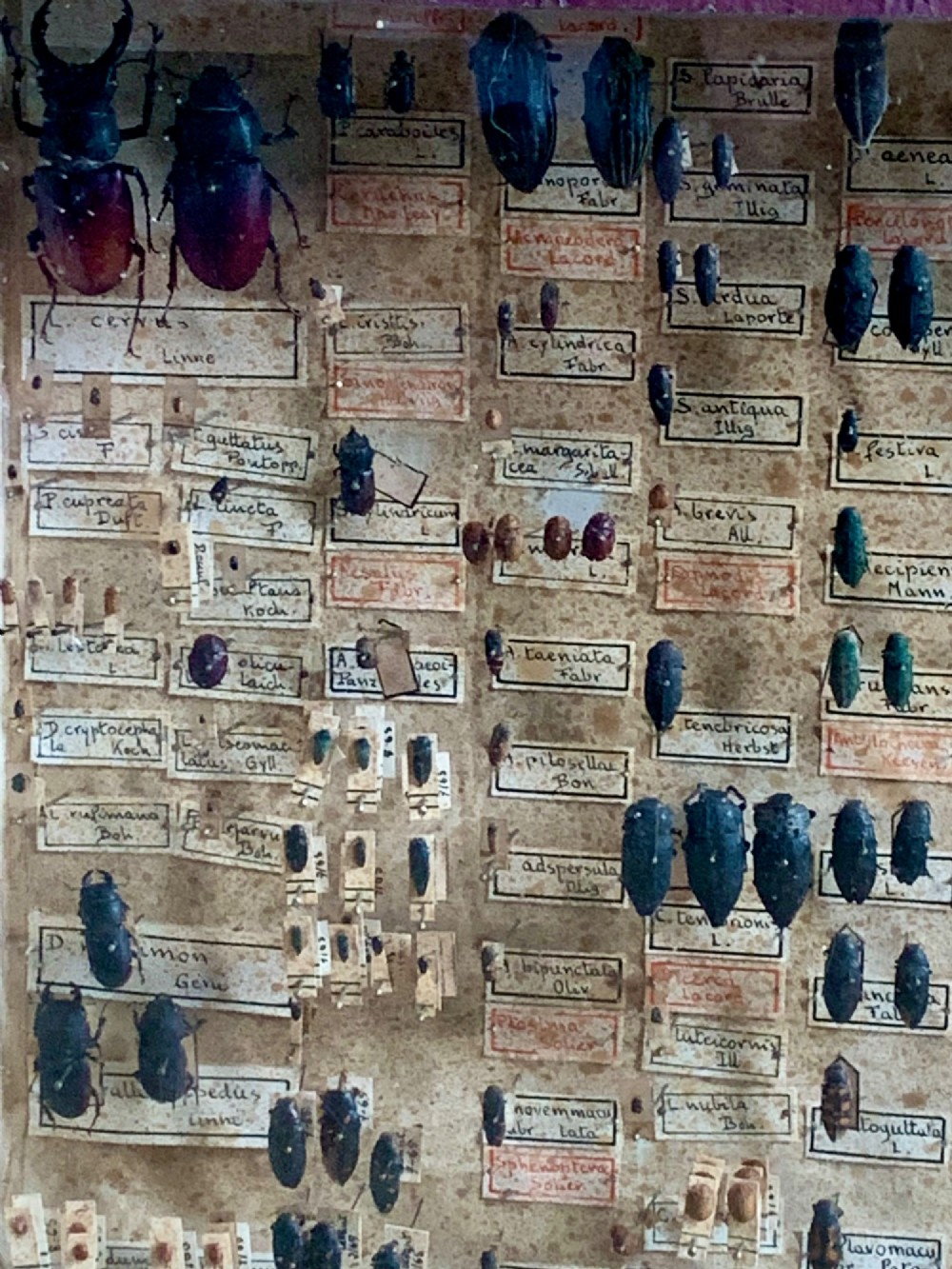 A rectangular wooden framed glazed display case containing rows of pinned beetle specimens with handwritten paper taxonomy labels. View VII