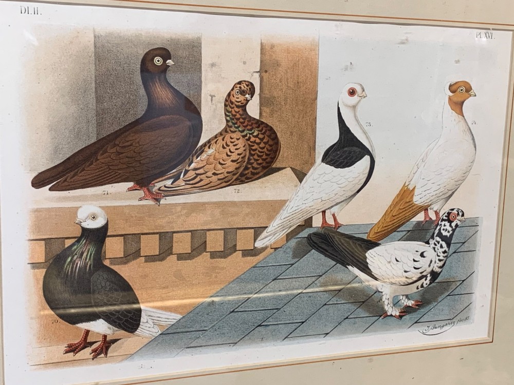 A nineteenth-century colour lithograph depicting three distinct pigeon breeds rendered in detail with faint flying birds in the background sky. View IV