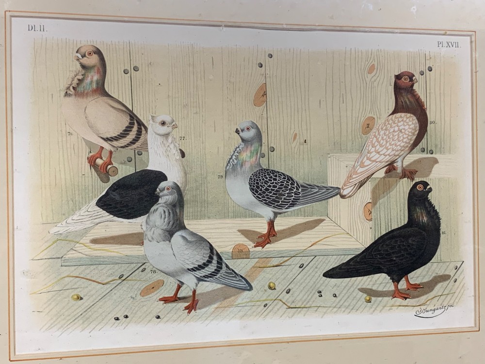 A nineteenth-century colour lithograph depicting three distinct pigeon breeds rendered in detail with faint flying birds in the background sky. View V