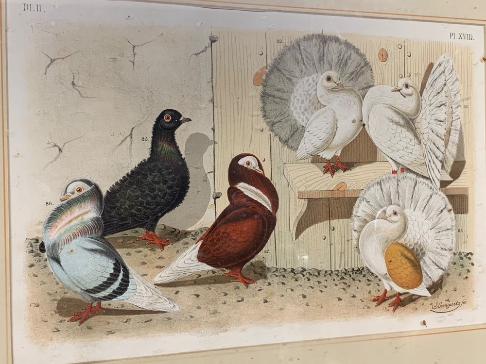 A nineteenth-century colour lithograph depicting three distinct pigeon breeds rendered in detail with faint flying birds in the background sky. View VI