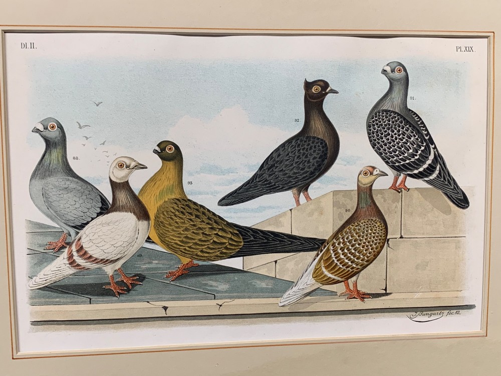 A nineteenth-century colour lithograph depicting three distinct pigeon breeds rendered in detail with faint flying birds in the background sky. View VII