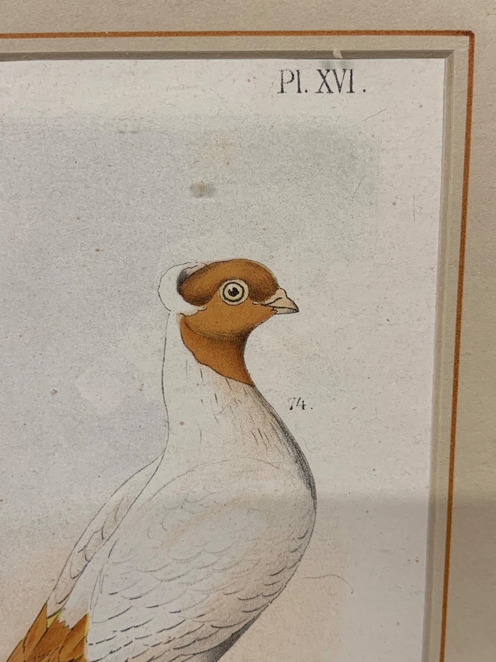 A nineteenth-century colour lithograph depicting three distinct pigeon breeds rendered in detail with faint flying birds in the background sky. View VIII