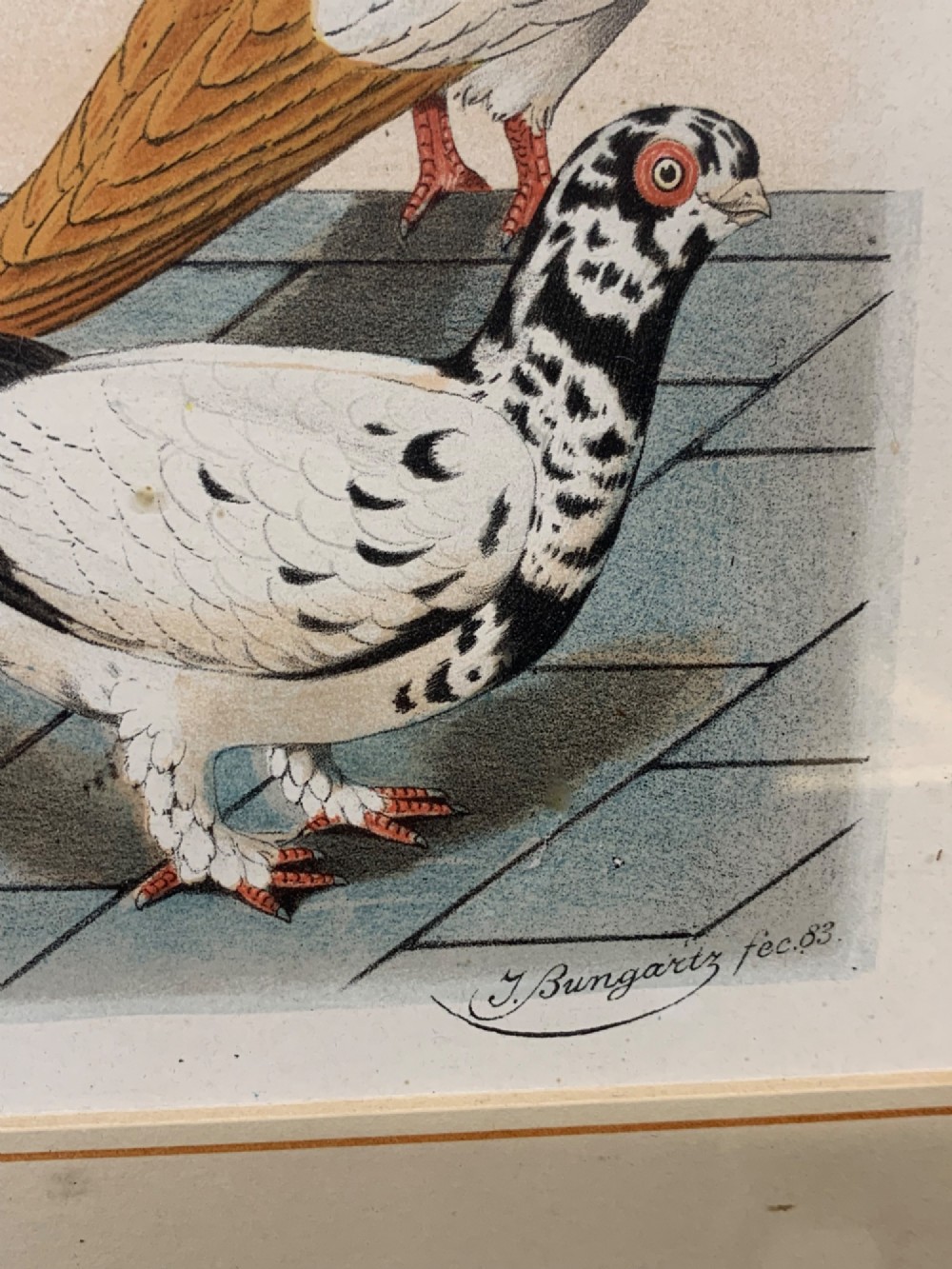 A nineteenth-century colour lithograph depicting three distinct pigeon breeds rendered in detail with faint flying birds in the background sky. View IX