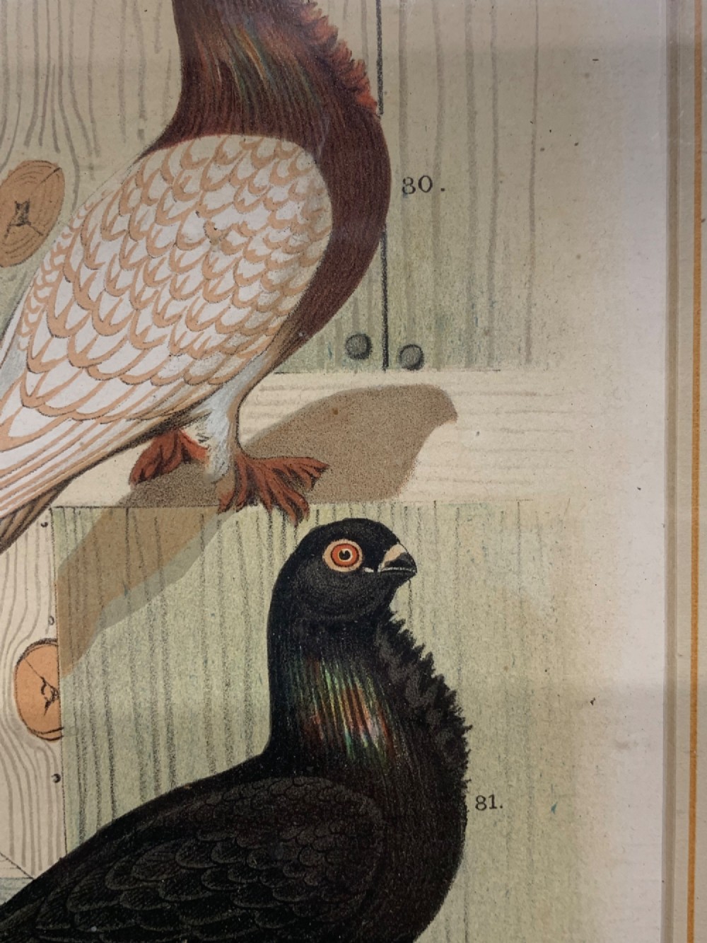 A nineteenth-century colour lithograph depicting three distinct pigeon breeds rendered in detail with faint flying birds in the background sky. View X