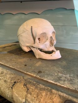 AN EARLY 20TH CENTURY MEDICAL SKULL