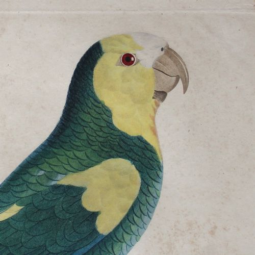 fig 1. After Jacques Barraband, Le Perroquet à Epaulettes Jaunes, Bird Engraving