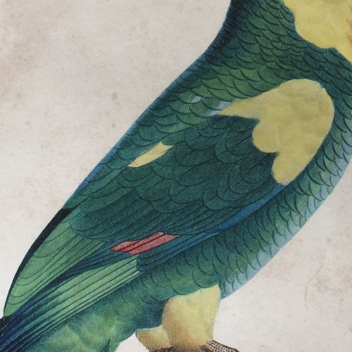 fig 2. After Jacques Barraband, Le Perroquet à Epaulettes Jaunes, Bird Engraving