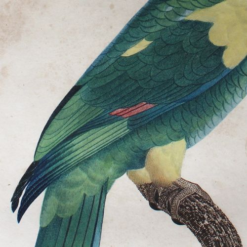 fig 3. After Jacques Barraband, Le Perroquet à Epaulettes Jaunes, Bird Engraving